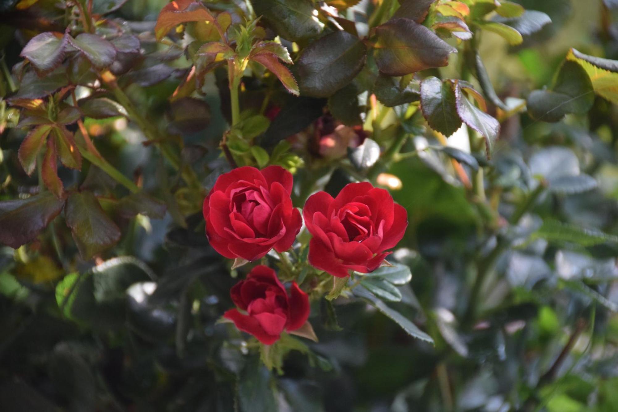 La Maison Des Roses Drachenbronn-Birlenbach エクステリア 写真